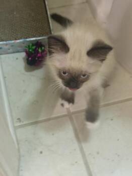 Baxter -  Siamese Cat for Adoption in Lancaster, California - Baxter | PetCurious