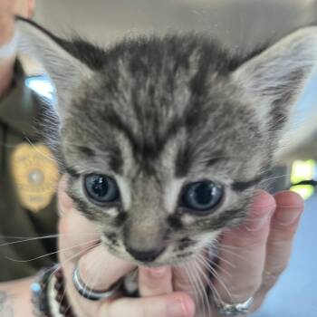 Domestic Short Hair Cats Available for Adoption in Lake Jackson, Texas - Amelie | PetCurious