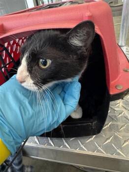 SUNDAE -  Domestic Short Hair Cat for Adoption in San Antonio, Texas - SUNDAE | PetCurious