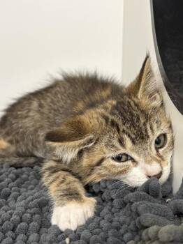 Wanda -  Domestic Short Hair Cat for Adoption in Jackson, Michigan - Wanda | PetCurious
