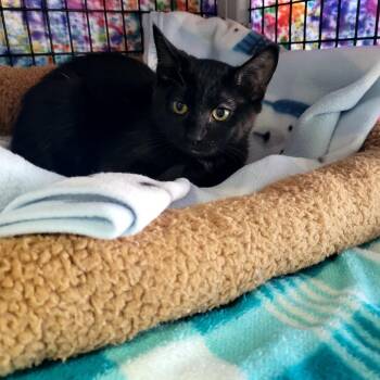 Black -  Domestic Medium Hair Cat for Adoption in Belfair, Washington - Black | PetCurious