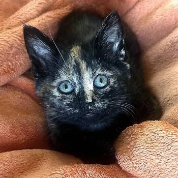 Domestic Short Hair Cats Available for Adoption - SAFFRON | PetCurious