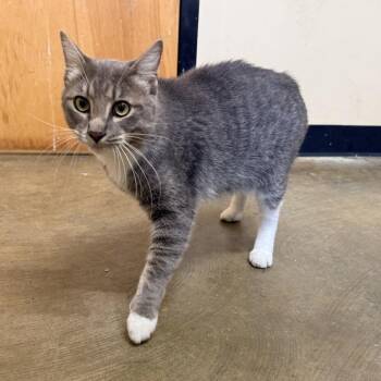 Casey -  Domestic Short Hair Cat for Adoption in Corinth, Mississippi - Casey | PetCurious