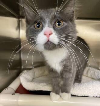 Cassian -  Domestic Medium Hair Cat for Adoption in Fargo, North Dakota - Cassian | PetCurious