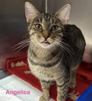 Angelica -  Tabby Cat for Adoption in Las Vegas, Nevada - Angelica | PetCurious
