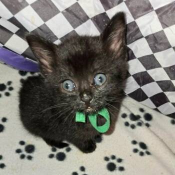 Donatella Versace -  Domestic Short Hair Cat for Adoption in Fairway, Kansas - Donatella Versace | PetCurious