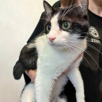 Domestic Short Hair Cats Available for Adoption in Elyria, Ohio - Stergie | PetCurious
