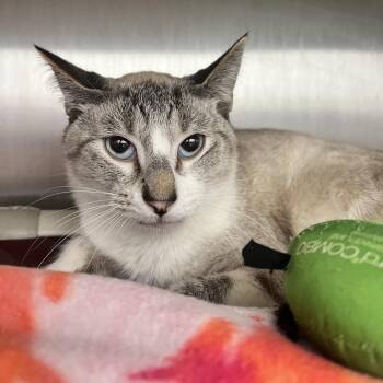 Photon -  Domestic Short Hair Cat for Adoption in Fort Wayne, Indiana - Photon | PetCurious