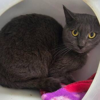 Russian Blue Cats Available for Adoption - Buddy | PetCurious