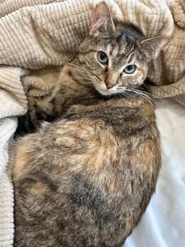 Rescue Domestic Short Hair Cats for Adoption in Los Angeles, California - Sunflower | PetCurious