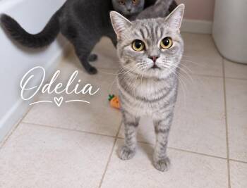 Odelia -  British Shorthair Cat for Adoption - Odelia | PetCurious