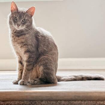 Stormy -  Domestic Short Hair Cat for Adoption in Lexington, Kentucky - Stormy | PetCurious