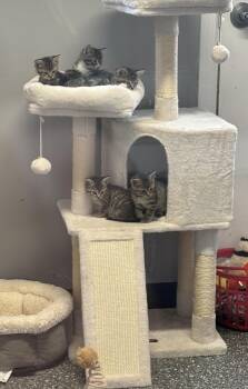 Kittens -  Domestic Short Hair Cat for Adoption in White Cloud, Michigan - Kittens | PetCurious
