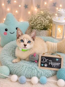 Dr. Pepper -  Siamese Cat for Adoption in Tavares, Florida - Dr. Pepper | PetCurious