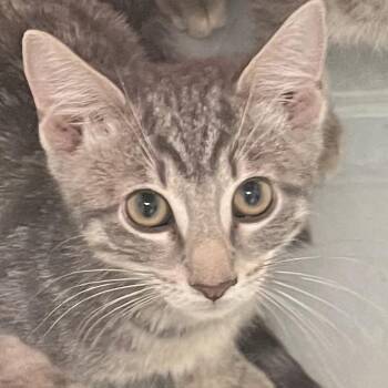 Baltus (green collar) -  Domestic Short Hair Cat for Adoption in Philadelphia, Pennsylvania - Baltus (green Collar) | PetCurious
