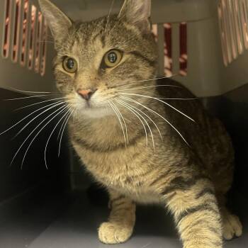 Domestic Short Hair Cats Available for Adoption - Ray | PetCurious