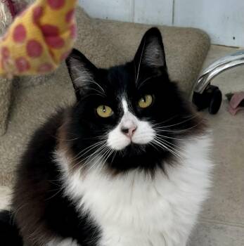 Rescue Tuxedo Cats for Adoption in Lancaster, California - Moji | PetCurious