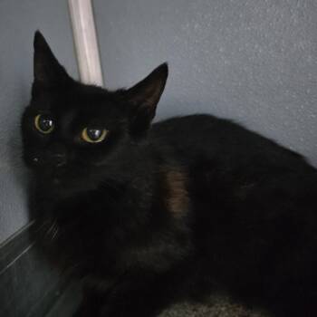 Domestic Short Hair Cats Available for Adoption in Renfrew, Pennsylvania - Princess Carolyn | PetCurious