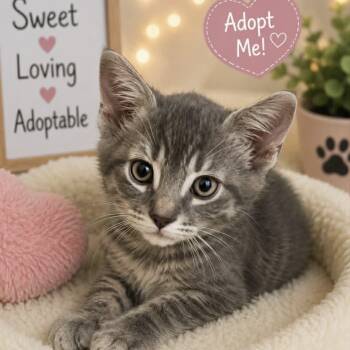Grayson -  Tabby and Domestic Short Hair Cat for Adoption in Antioch, California - Grayson | PetCurious