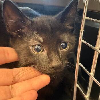 Moonwhisker -  Domestic Short Hair Cat for Adoption in Gloucester, Virginia - Moonwhisker | PetCurious