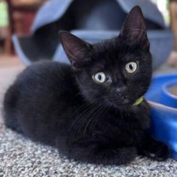 Ink Dell, adopt with a sibling -  Domestic Short Hair Cat for Adoption in Hudson, Massachusetts - Ink Dell, Adopt With A Sibling | PetCurious