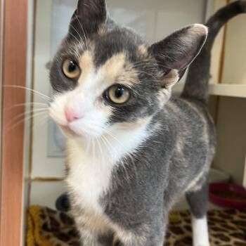 Kitty Forman -  Domestic Short Hair Cat for Adoption in Fairport, New York - Kitty Forman | PetCurious