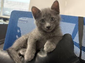Chantilly -  Domestic Short Hair Cat for Adoption in The Woodlands, Texas - Chantilly | PetCurious