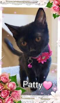 Patty -  Domestic Short Hair Cat for Adoption in Las Vegas, Nevada - Patty | PetCurious