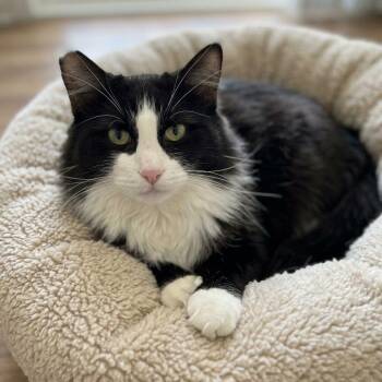 Ernie -  Domestic Long Hair Cat for Adoption in Richmond, Missouri - Ernie | PetCurious