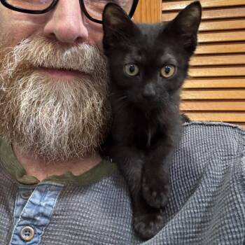 Domestic Short Hair Cats Available for Adoption - Fuse | PetCurious