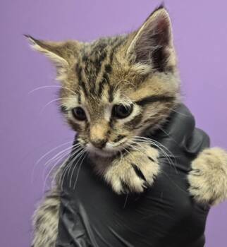 Rescue Domestic Short Hair Cats for Adoption in El Paso, Texas - Domino* | PetCurious