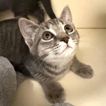 Domestic Short Hair Cats Available for Adoption in Cooperstown, New York - Celeste | PetCurious