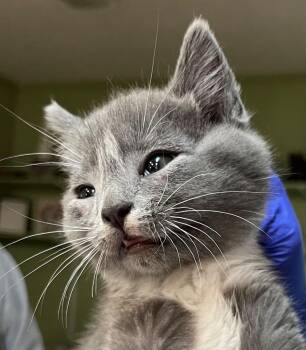 Viserion -  Domestic Short Hair Cat for Adoption in Burnsville, North Carolina - Viserion | PetCurious