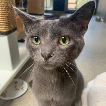 Lord Rataxes -  Domestic Short Hair Cat for Adoption in Chicago, Illinois - Lord Rataxes | PetCurious