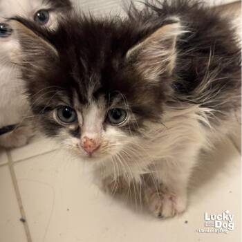 Sannie -  Domestic Medium Hair Cat for Adoption in Washington, District Of Columbia - Sannie | PetCurious