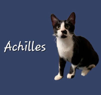 Rescue Tuxedo Cats for Adoption in Houston, Texas - Achilles #tuxedo-boy | PetCurious