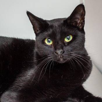 Vesper -  Domestic Short Hair Cat for Adoption in Hattiesburg, Mississippi - Vesper | PetCurious
