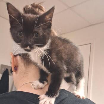 Pop Culture -  Domestic Short Hair Cat for Adoption in York, Pennsylvania - Pop Culture | PetCurious