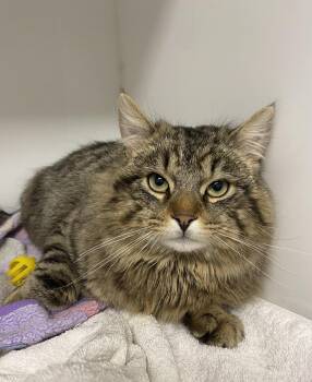 Domestic Medium Hair Cats Available for Adoption in Delson, Quebec - Burger | PetCurious