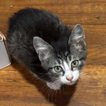Frito -  Domestic Short Hair Cat for Adoption in Knoxville, Tennessee - Frito | PetCurious