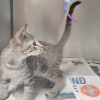 Asgardian Brothers: Loki -  Domestic Short Hair Cat for Adoption in Washington, District Of Columbia - Asgardian Brothers: Loki | PetCurious