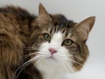 Domestic Long Hair Cats Available for Adoption in Portland, Oregon - Freya | PetCurious