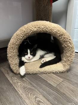 Rescue Domestic Short Hair Cats for Adoption in West Mifflin, Pennsylvania - Morra | PetCurious