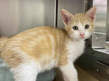 Potato -  Domestic Short Hair Cat for Adoption in Portland, Oregon - Potato | PetCurious