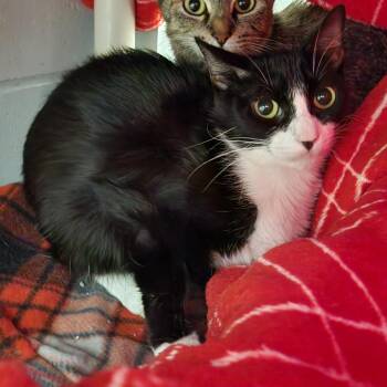 Darling -  Domestic Short Hair Cat for Adoption in Walker, Michigan - Darling | PetCurious