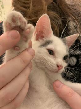 Extra Toes Cat Hemingway Polydactyl Cats Available for Adoption in Zephyrhills, Florida - Odata (new) | PetCurious