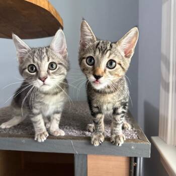 Bolt & Stormi (Storm Squad) -  Domestic Short Hair Cat for Adoption in Lemoyne, Pennsylvania - Bolt & Stormi (Storm Squad) | PetCurious