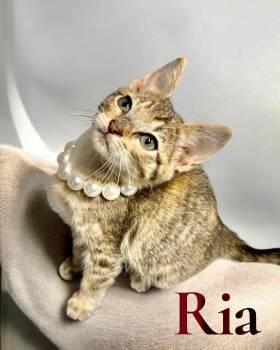 Ria -  Domestic Short Hair Cat Available for Adoption in Houston, Texas - Ria | PetCurious