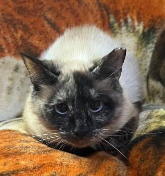 Doritos Locos Taco -  Siamese Cat for Adoption in Douglasville, Georgia - Doritos Locos Taco | PetCurious