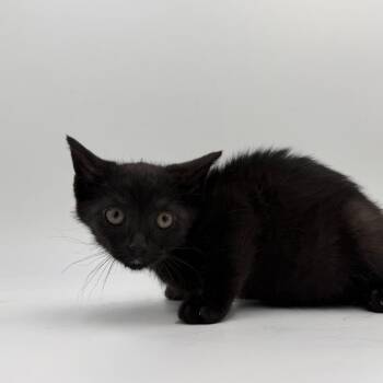 Flop -  Domestic Short Hair Cat for Adoption in State College, Pennsylvania - Flop | PetCurious